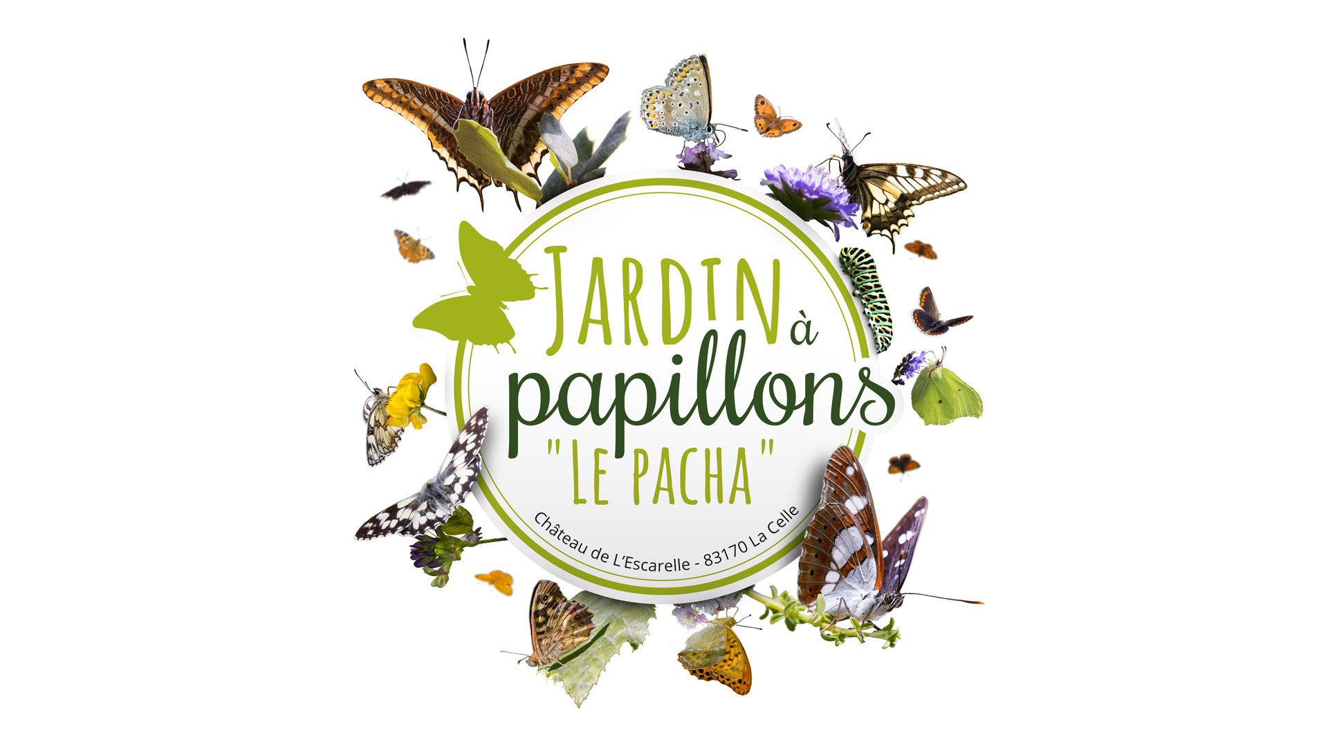 Mise en scène du logo du jardin à papillons "Le Pacha"